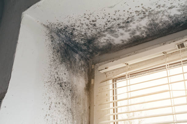 Affordable Commercial Mold Remediation solutions in Sharpsburg, NC